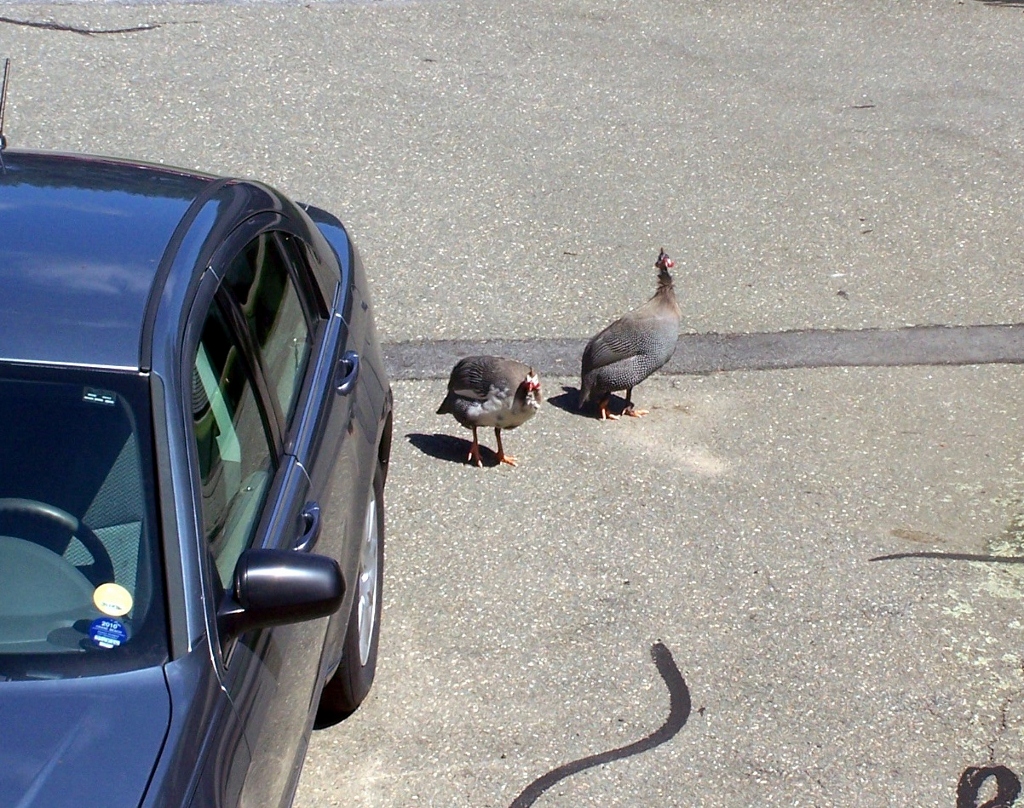 Guineafowl